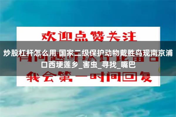 炒股杠杆怎么用 国家二级保护动物戴胜鸟现南京浦口西埂莲乡_害虫_寻找_嘴巴